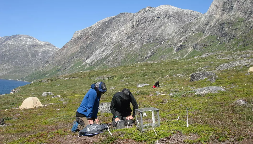 Scientists measure gasses given off by plants in southwest Greenland. These BVOC compounds could help cool the planet. But don’t expect them to counteract global warming. (Photo: Magnus Kramshøj)