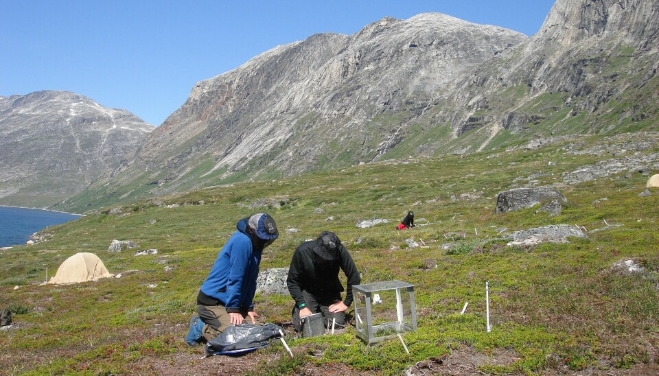 Scientists measure gasses given off by plants in southwest Greenland. These BVOC compounds could help cool the planet. But don’t expect them to counteract global warming. (Photo: Magnus Kramshøj)