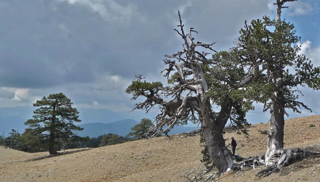 A new study presents the largest record of past water availability that goes back 1,200 years. Scientists used climate records, including tree-rings to identify patterns of drought or flood, but their results are at odds with climate models for the last century. (Photo: Paul J. Krusic) A new study presents the largest record of past water availability that goes back 1,200 years. Scientists used climate records, including tree-rings to identify patterns of drought or flood, but their results are at odds with climate models for the last century. (Photo: Paul J. Krusic)