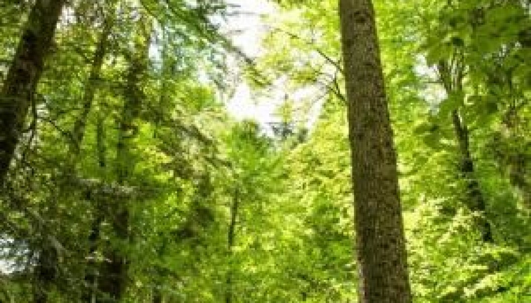 Photosynthesis is what makes plants grow--taking energy from sunlight to form cellulose. But now scientists have discovered ‘reverse photosynthesis’ that breaks down the chemical bonds in organic materials. (Photo: Shutterstock) Photosynthesis is what makes plants grow--taking energy from sunlight to form cellulose. But now scientists have discovered ‘reverse photosynthesis’ that breaks down the chemical bonds in organic materials. (Photo: Shutterstock)