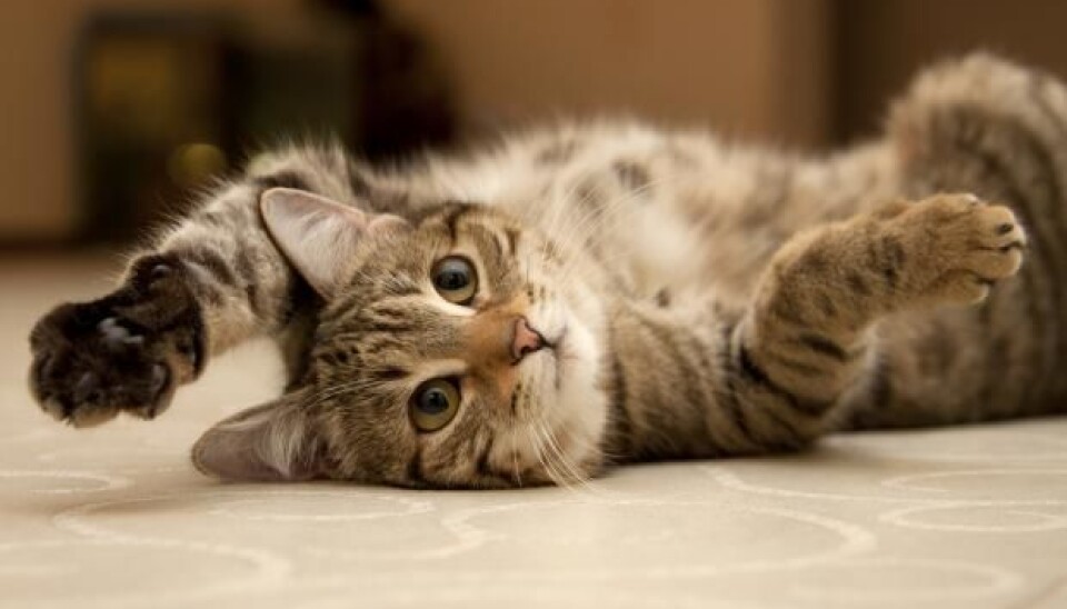 Our feline friends are causing friction between neighbours, shows new research. (Photo: Shutterstock)