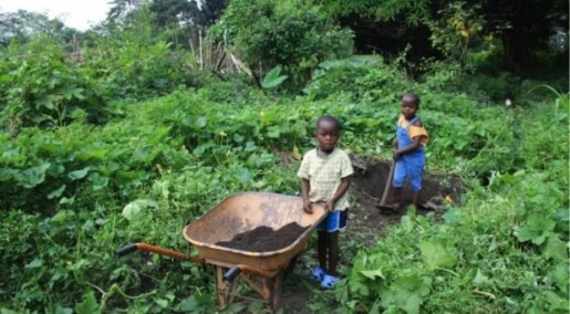 Charcoal makes African soil more fertile and productive