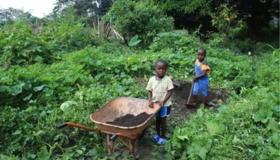 Indigenous people in West Africa have been turning nutrient-poor rainforest soil into fertile farming land for centuries, by adding charcoal and kitchen waste. (Photo: Victoria Frausin)