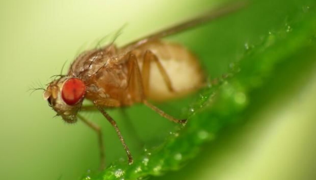 Humans share 60 per cent of their genes with fruit flies. And so studying these tiny insects can help us understand how genetic disorders develop in people. (Photo: Katja Schulz, Flickr, Creative Commons) Humans share 60 per cent of their genes with fruit flies. And so studying these tiny insects can help us understand how genetic disorders develop in people. (Photo: Katja Schulz, Flickr, Creative Commons)
