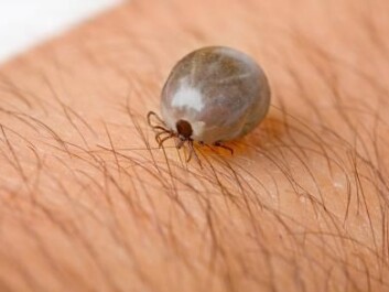 A European tick, which has consumed a lot of blood. Ticks can drink up to 100 times their own weight in blood. (Photo: Colourbox) A European tick, which has consumed a lot of blood. Ticks can drink up to 100 times their own weight in blood. (Photo: Colourbox)