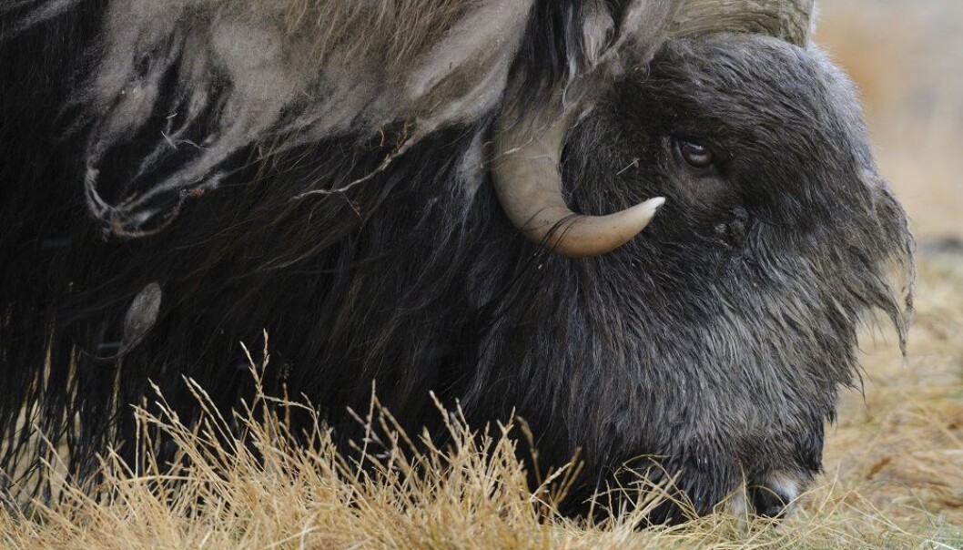 Buttock hair used to monitor Arctic musk ox