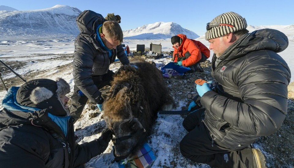 Mapping animal whereabouts will help the scientists to understand what drives the animals’ behaviour and movements throughout the varied seasons of the High Arctic. (Photo: Lars Holst Hansen/University of Aarhus, Denmark)