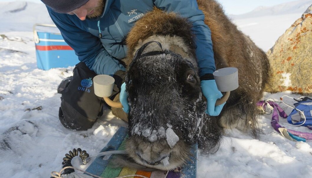 Buttock hair used to monitor Arctic musk ox