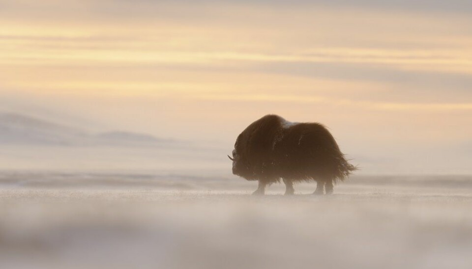 Musk ox struggle to find enough food during particularly snowy winters and this means that fewer calves are born the following year. (Photo: Lars Holst Hansen/University of Aarhus, Denmark)