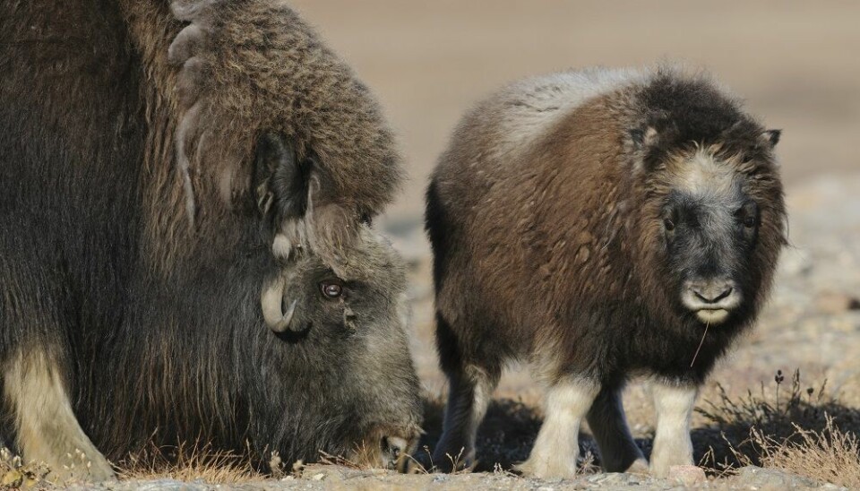 Pregnant musk ox are extremely dependant of their bodies’ fat deposits. Their pregnancies last for nine months and they often birth just one calf at a time. (Photo: Lars Holst Hansen/University of Aarhus, Denmark)
