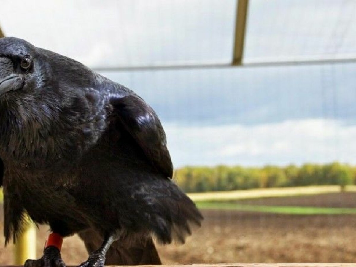 Ravens can be as clever as chimps