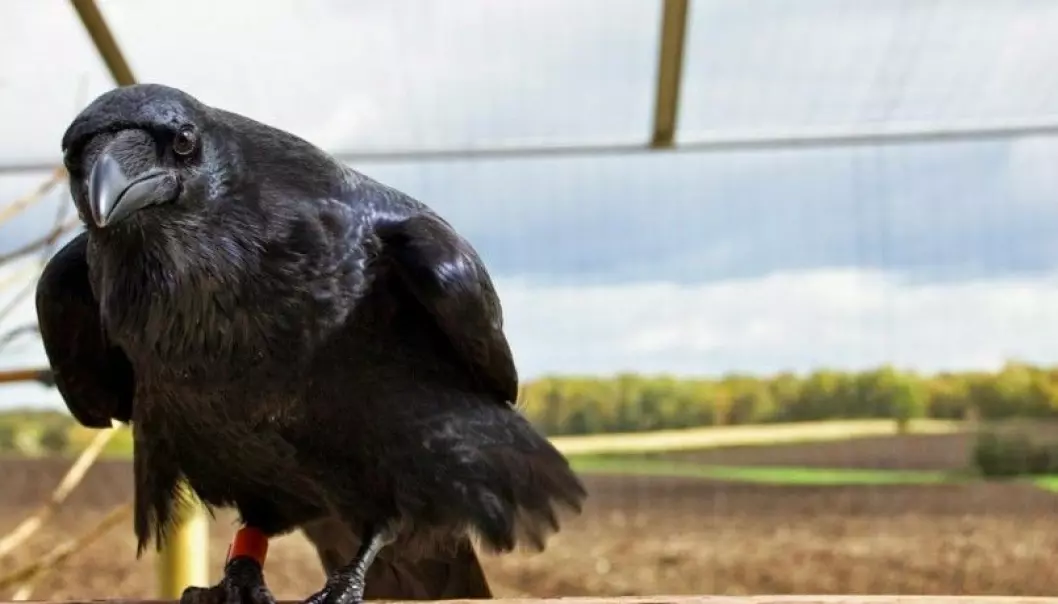 Ravens waste no time pecking pointlessly at the surface of a transparent cylinder to grab a bite of food. They go right for the opening at the end. They scored as high as chimpanzees in this test.  (Photo: Helena Osvath/Lund University)