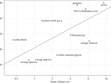 Experiments with cylindrical feeders showed significant differences among bird species. Sparrows pecked unsuccessfully at the food they saw through the transparent tubes, whereas ravens went straight to the openings on the ends. These birds scored on par with chimps in this test. (Graph: Royal Society Publishing) Experiments with cylindrical feeders showed significant differences among bird species. Sparrows pecked unsuccessfully at the food they saw through the transparent tubes, whereas ravens went straight to the openings on the ends. These birds scored on par with chimps in this test. (Graph: Royal Society Publishing)