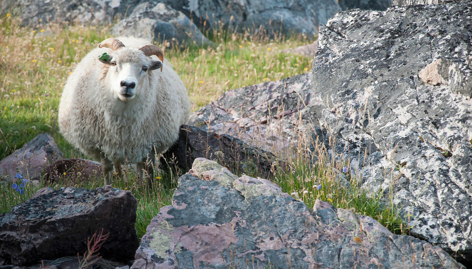 Sheep farming in southern Greenland dates back 1,000 years to the arrival of the Norsemen. The size of the sheep industry depends on the ability of the landscape to produce enough grass for winter feed. Sheep farming is expected to expand throughout the south as the climate changes. (Photo Bo Elberling)