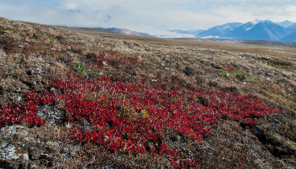 Autumn near Zackenberg research station, east Greenland. Black bearberry (Arctostaphylos alpina) dominates the tundra in bright red. (Photo: Bo Elberling)
