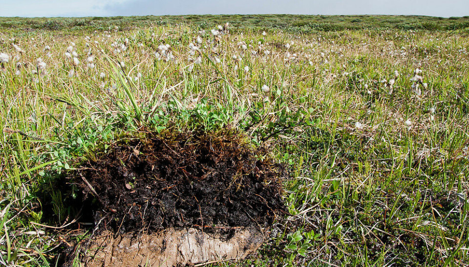 A young peat (dark, upper soil) develops on Disko--an island off the coast of west Greenland. Almost half the organic matter in this thin peat layer is carbon. In time, this peat will grow as plants die and decompose. But how much of this carbon dioxide will be released back into the atmosphere? (Photo: Bo Elberling)