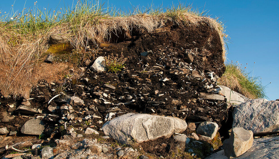 1,000 year-old kitchen midden deposits of seal, whale, and walrus bones are exposed by the sea in Qajaa, west Greenland. Preserved within the deposit is also a small canoe from the early Thule culture. (Photo: Bo Elberling)