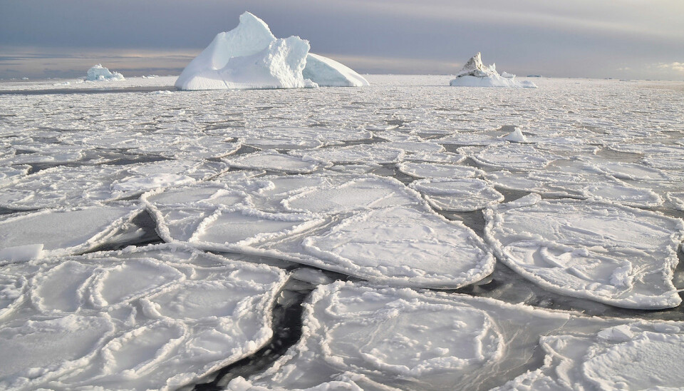 Pancake ice in Disko Bay, west Greenland, during a warm winter. The broken ice causes problems for polar bears trying to hunt seals, while Inuit hunters ditch the dog sleds in favour of fishing boats. (Photo: Bo Elberling)