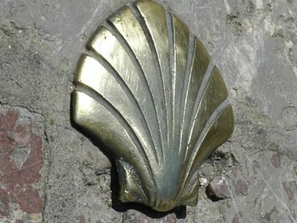 The scallop shell is the symbol of the pilgrims’ route to Santiago. (Photo: Wikimedia)
