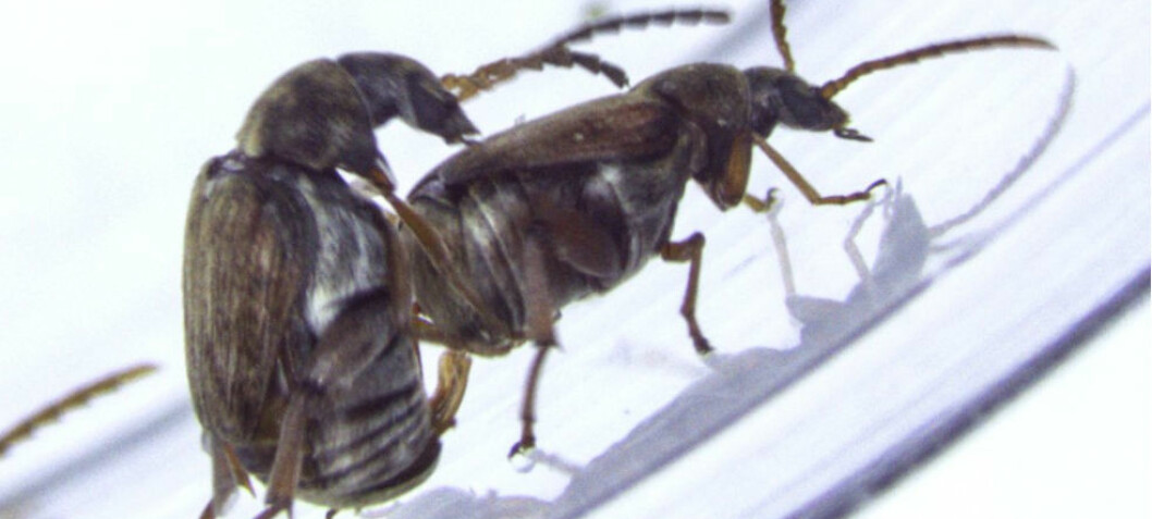 Gay beetles get fertile sisters