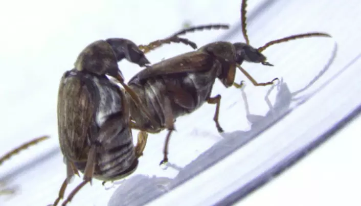 Gay beetles get fertile sisters