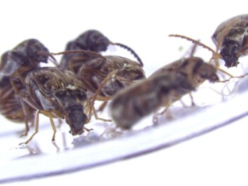 Is same-sex flirting due to male beetles simply failing to see the difference between the sexes? (Photo: Ivain Martinossi-Allibert.) Is same-sex flirting due to male beetles simply failing to see the difference between the sexes? (Photo: Ivain Martinossi-Allibert.)