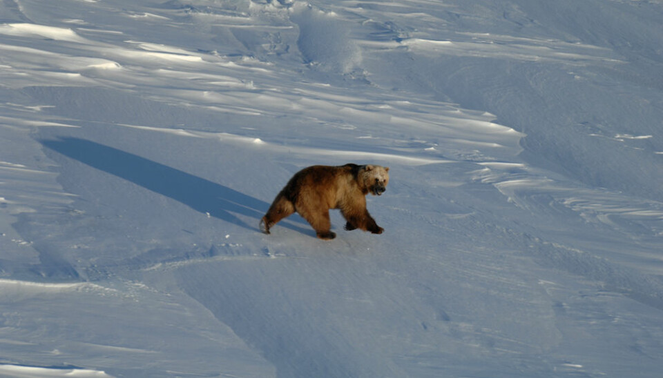 A lone grizzly roams out onto the sea ice and encroaches into polar bear territory. Competition between the bears is not only due to the polar bear habitat shrinking, but also due to the expansion of grizzly bears and their earlier emergence from hibernation. This adult male was spotted north of Banks Island, Northwest Territories, Canada, in May 2013. (Photo: A.E. Derocher)