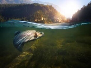 Wild salmon contains up to ten times as much vitamin D as farmed salmon. (Photo: Shutterstock) Wild salmon contains up to ten times as much vitamin D as farmed salmon. (Photo: Shutterstock)