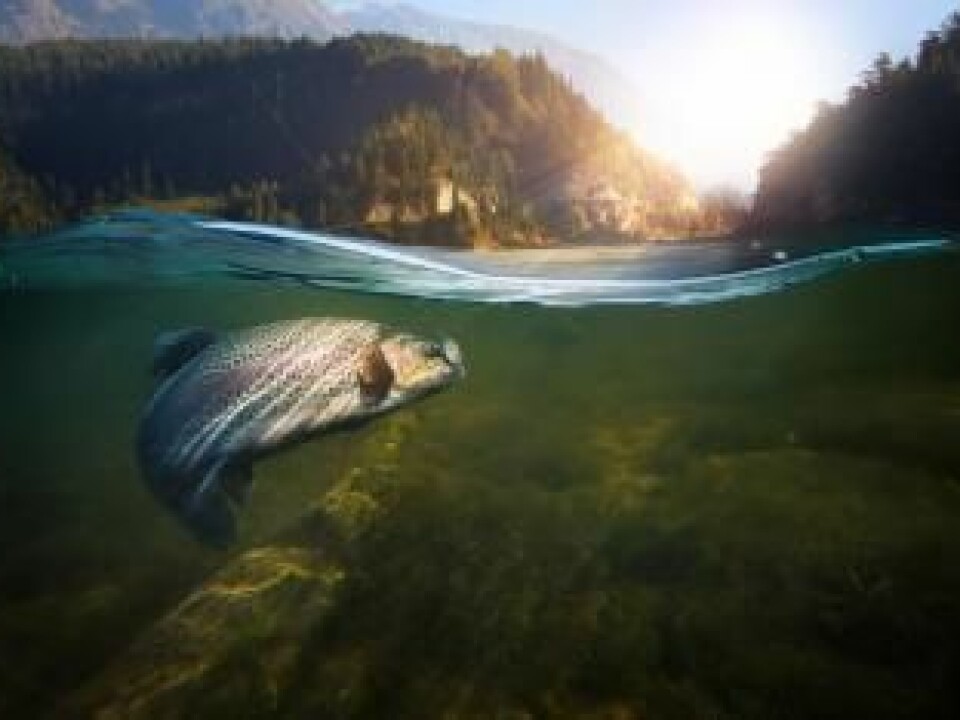 Wild salmon contains up to ten times as much vitamin D as farmed salmon. (Photo: Shutterstock)