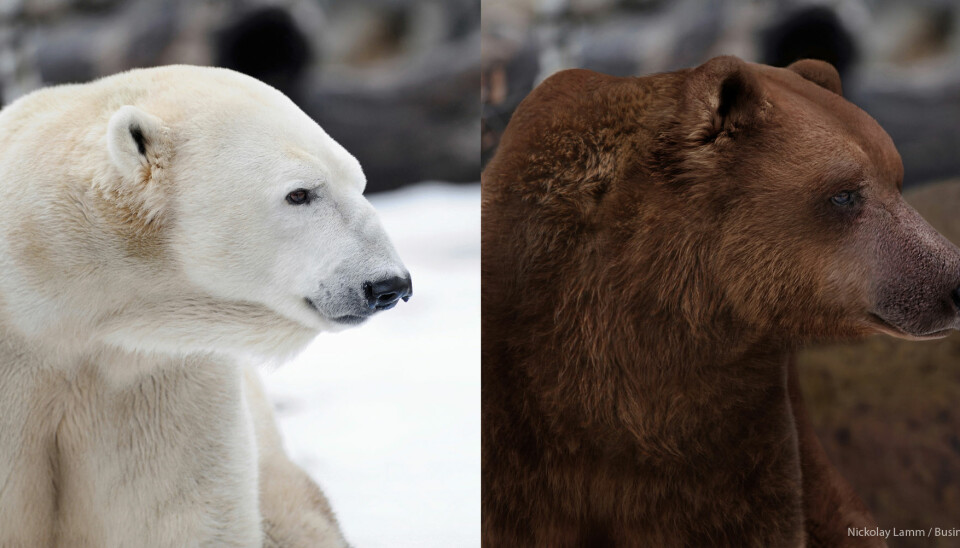 A side-by-side comparison of the closely related polar bear and grizzly bear (Illustration: Nickolay Lamm/Business Insider)