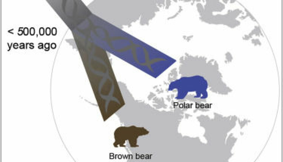 Polar bears and grizzly bears diverged less than 500,000 years ago. But since then, they have interbred and shared DNA several times. (Illustration: Liu et al. 2014/ Cell)