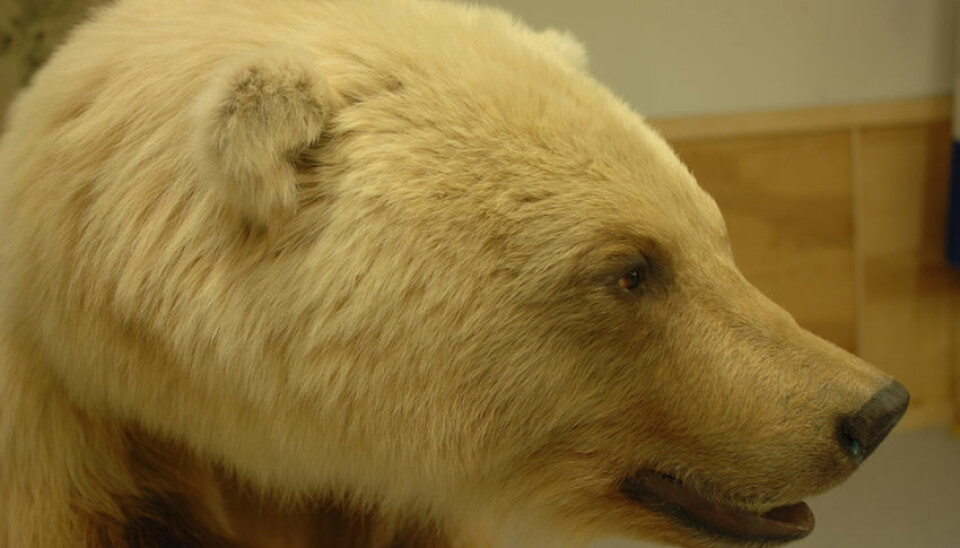 A side view of the same bear reveals the long snout and the bear’s polar bear ancestry. (Photo: A.E. Derocher)