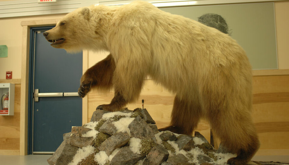 Second-generation polar-grizzly hybrid, shot on Victoria Island, Canada. It is now on display in the Ulukhaktok Community Hall, Ulukhaktok, Canada. (Photo: A.E. Derocher)