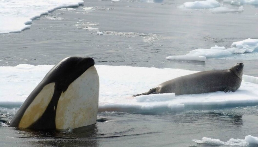 Killer whales spot a seal on the sea ice near Antarctica (Photo: John Durban, NOAA Southwest Fisheries Science Center) Killer whales spot a seal on the sea ice near Antarctica (Photo: John Durban, NOAA Southwest Fisheries Science Center)