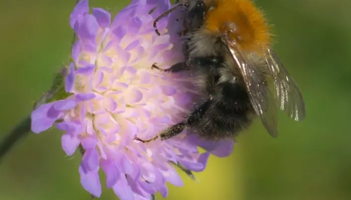Wild bees lose the fight for flowers