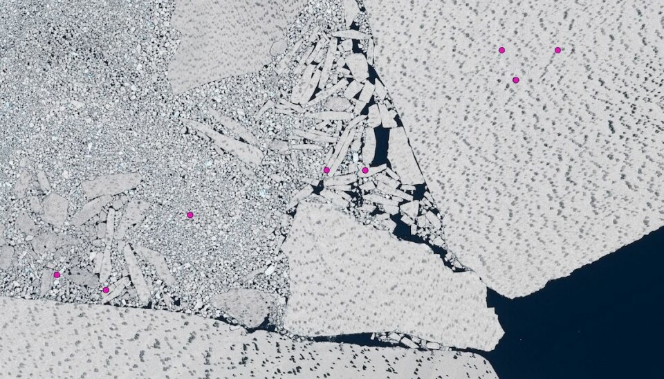 A closer view of satellite tracking points of walruses on the ice in Wolstenholme fjord, June 2015. The dark patches on ice surface makes it difficult to distinguish non-ice objects. (Image: Karl Zinglersen / Image from SPOT-6, 1.5 m resolution, Airbus Defence & Space)