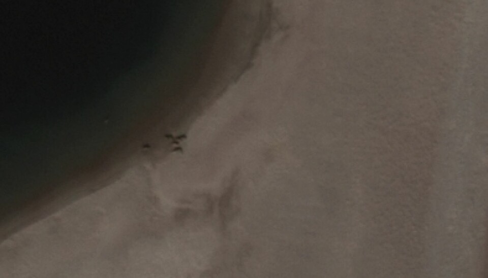 A group of walrus approach the sea from land on Sand Island, August 2012. The same group of walrus can be spotted on Google Earth. (Image: Karl Zinglersen / WorldView-2, courtesy of DigitalGlobe Inc.)