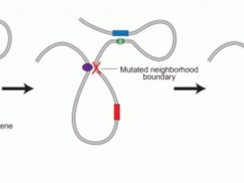 Normally, a cancer gene, like the one shown here, will remain inactive as they are isolated inside the loops of DNA held together by proteins. But a genetic mutation can destroy this loop, and allow the cancer gene to bind to another. This part of the DNA is reinforced and the cancer gene is activated. (Illustration: MIT)
Normally, a cancer gene, like the one shown here, will remain inactive as they are isolated inside the loops of DNA held together by proteins. But a genetic mutation can destroy this loop, and allow the cancer gene to bind to another. This part of the DNA is reinforced and the cancer gene is activated. (Illustration: MIT)