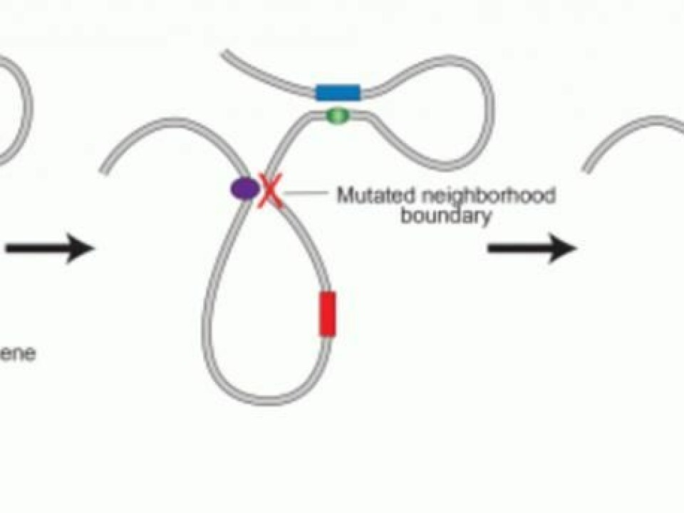 Normally, a cancer gene, like the one shown here, will remain inactive as they are isolated inside the loops of DNA held together by proteins. But a genetic mutation can destroy this loop, and allow the cancer gene to bind to another. This part of the DNA is reinforced and the cancer gene is activated. (Illustration: MIT)