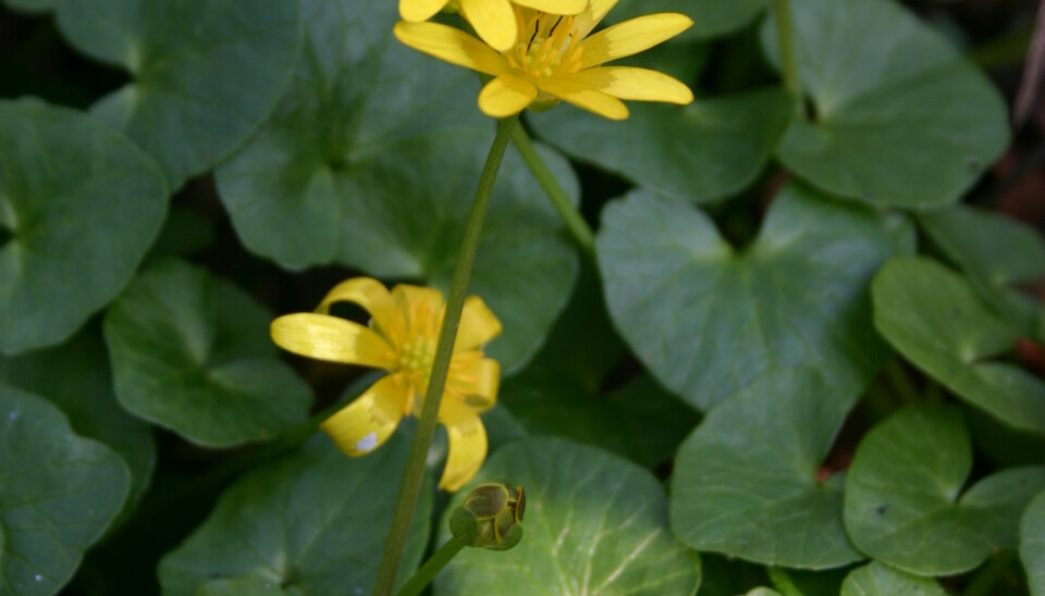 The emergence of the bright yellow flowers of the Lesser celandine often mark the arrival of spring across Europe. (Photo: Stephen Thackeray)