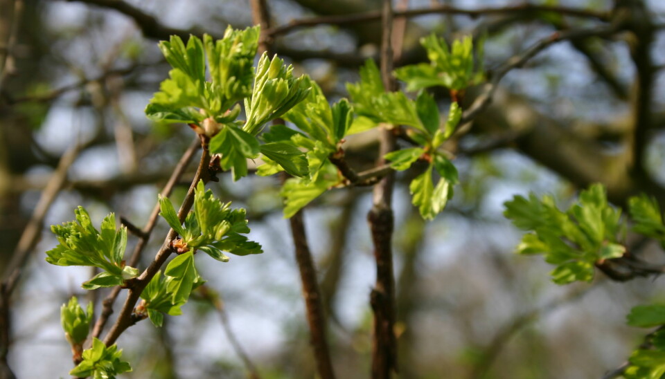 Citizen scientists helped gather data on the timing of flowering, fruiting and leafing of common plant species, like this Hawthorn, which is common throughout Europe. (Photo: Stephen Thackeray)