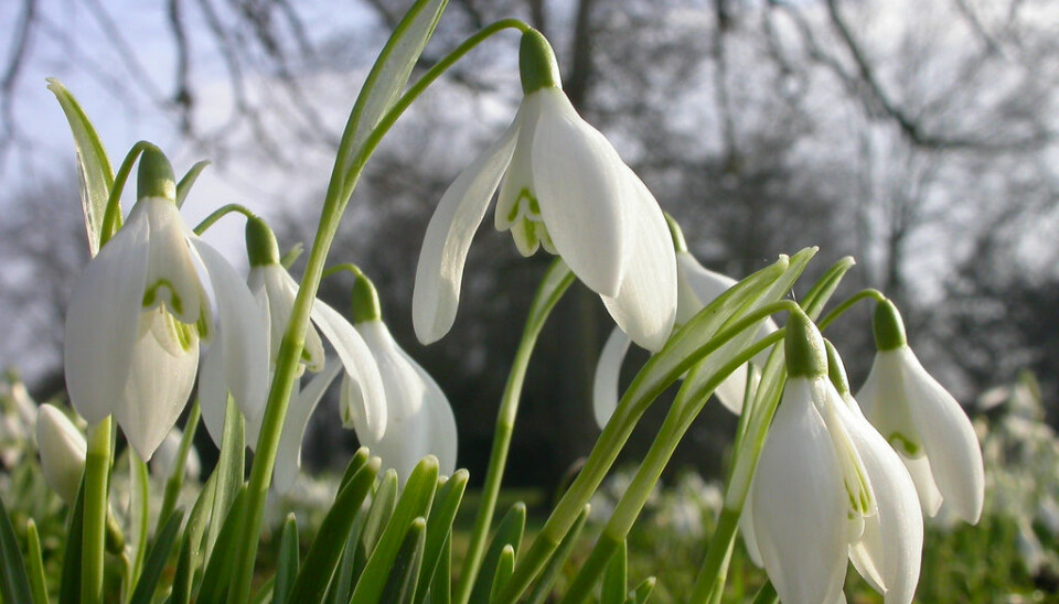 The first spring flowering of plants such as snowdrops was documented across the UK (Photo: Ross Newham / Centre for Ecology & Hydrology)