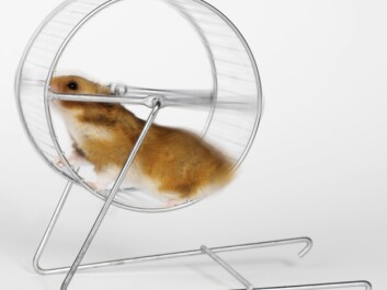 The conversion of white adipose tissue into brown adipose tissue has previously only been demonstrated in mice, but it is believed that the same conversion can be achieved in humans. (Photo: Colourbox) The conversion of white adipose tissue into brown adipose tissue has previously only been demonstrated in mice, but it is believed that the same conversion can be achieved in humans. (Photo: Colourbox)