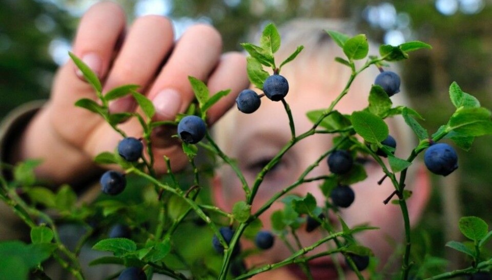 Blueberries contain lots of antioxidants and are beneficial to health. This year the forest floors of Norway seem to be producing a bumper crop, free for anyone to pick. (Photo: Ove Bergersen, NTB scanpix)