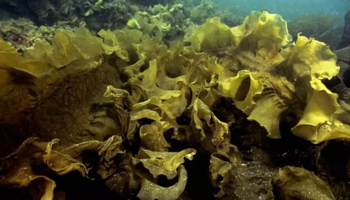 Can we use seaweed instead of salt?