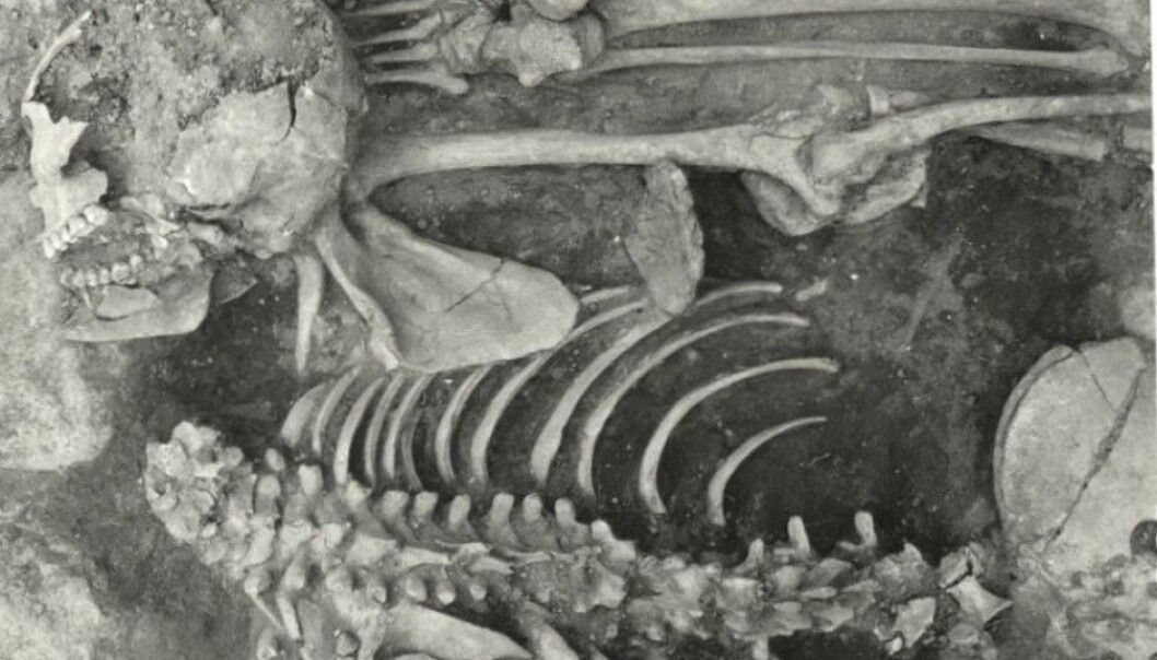 This double grave from the Viking era at Grimsta in south-eastern Sweden was exhumed in 1974. It contained skeletons of two persons who had been decapitated. One of the skulls lies at the foot end at the left of the picture. Many experts think these two buried here were slaves.(Photo: Ove Hemmendorf, 1974/Swedish National Heritage Board) This double grave from the Viking era at Grimsta in south-eastern Sweden was exhumed in 1974. It contained skeletons of two persons who had been decapitated. One of the skulls lies at the foot end at the left of the picture. Many experts think these two buried here were slaves.(Photo: Ove Hemmendorf, 1974/Swedish National Heritage Board)