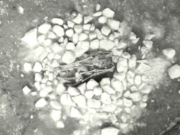 The Grimsta grave seen from above. (Photo: Ove Hemmendorf, 1974/ Swedish National Heritage Board) The Grimsta grave seen from above. (Photo: Ove Hemmendorf, 1974/ Swedish National Heritage Board)
