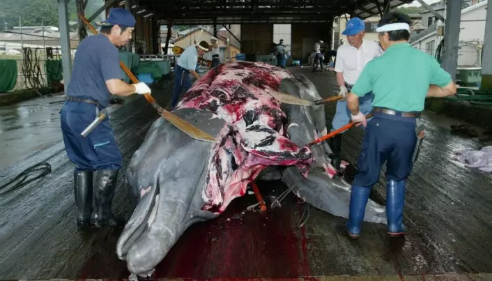 Quota system for preventing whaling