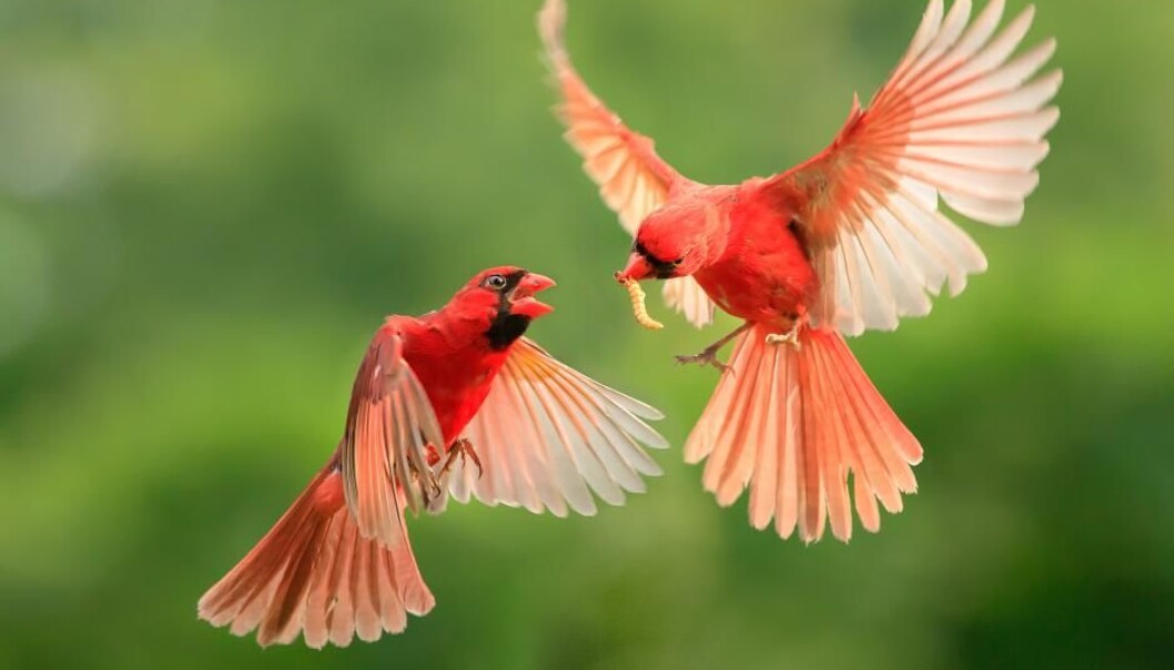 The 'B10k' project will map the genomes of over 10,000 birds and will be the largest collection of DNA data. (Photo: Shutterstock) The 'B10k' project will map the genomes of over 10,000 birds and will be the largest collection of DNA data. (Photo: Shutterstock)