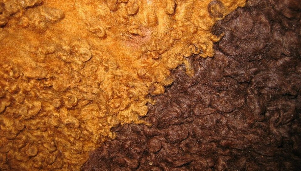 A close up of the wool used in Huldre Fen Woman’s cloak (Photo: Ulla Mannering, 2006)